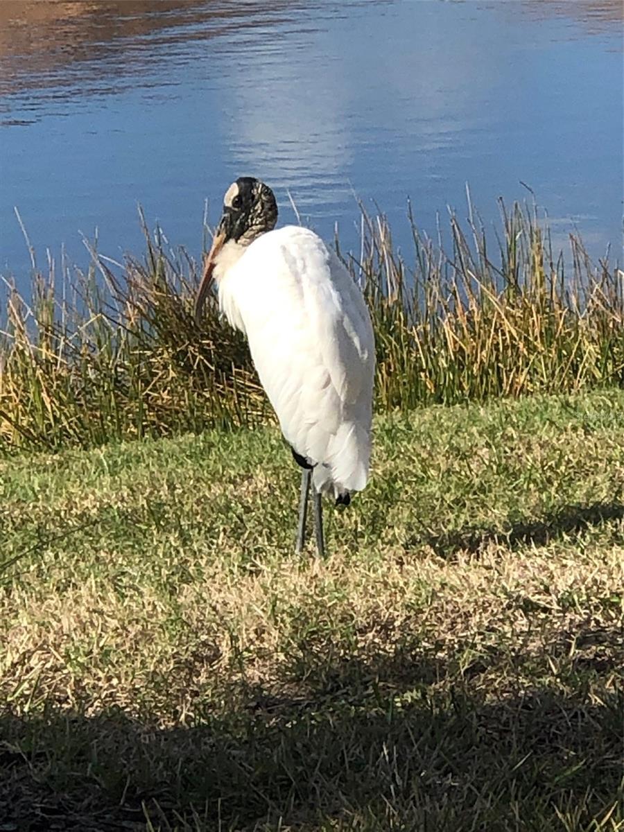 FOREST BROOKE ACTIVE ADULT - Residential