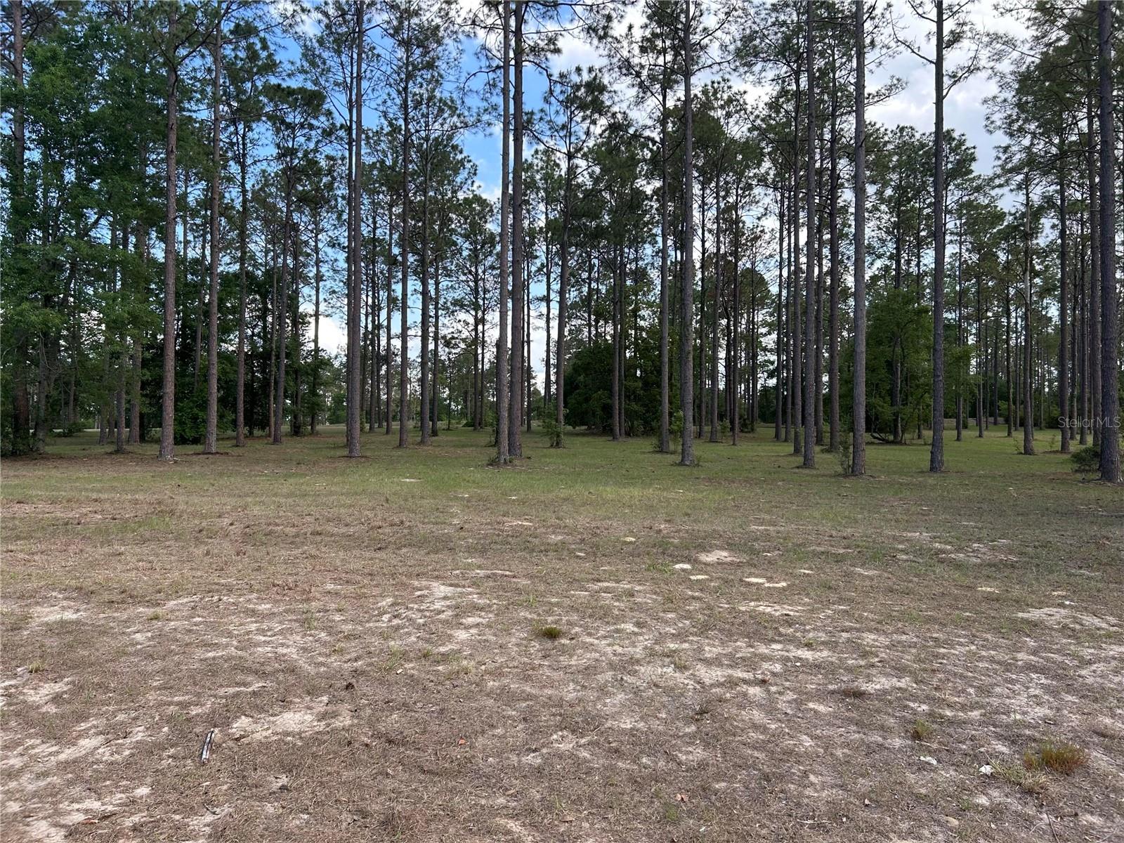 35135 PINEGATE TRAIL