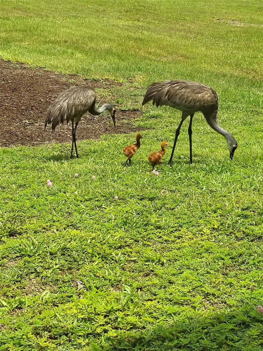 HIDDEN RIVER REP - Residential