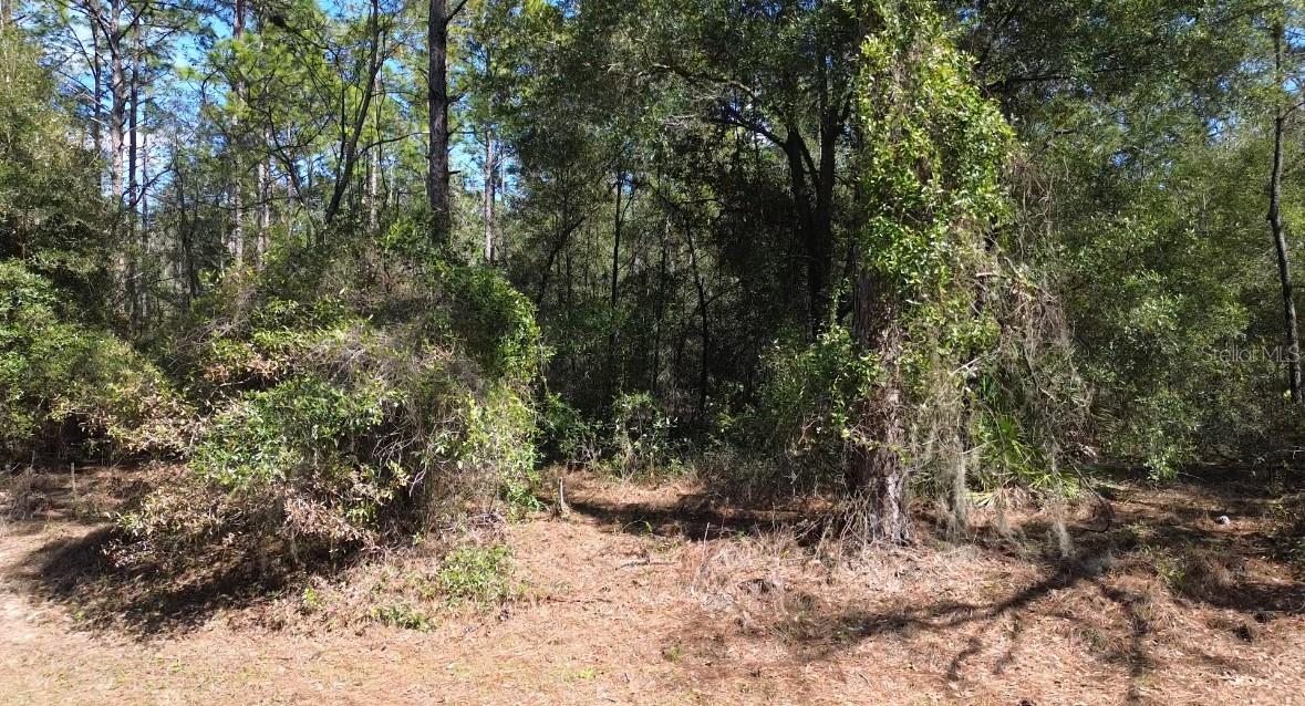 Spacious 1.14-acre lot in ROLLING HILLS, a top-tier, developing residential neighborhood with scenic country homes on large lots of one acre or more, offering space, privacy, and closeness to nature! This parcel, featuring excellent topography and located ON A QUIET PAVED STREET, presents a fantastic opportunity to build your dream home or invest for the future. Enjoy a tranquil retreat with easy access to major highways connecting to Ocala and Dunnellon, less than 20 minutes from the World Equestrian Center, Rainbow Springs State Park, equestrian and biking trails, stores, hospitals, and restaurants. This is the most affordable parcel on a paved street among the six available at the time of listing.