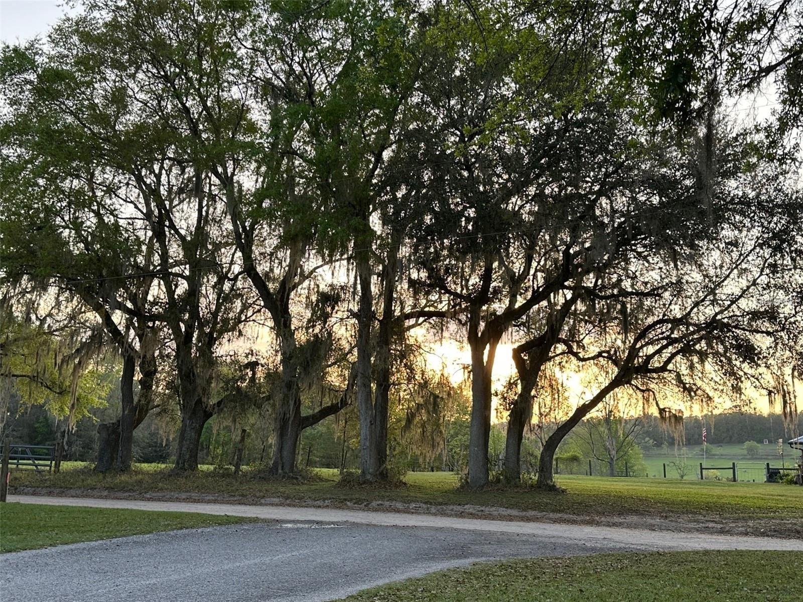 ALACHUA ESTATES - Residential