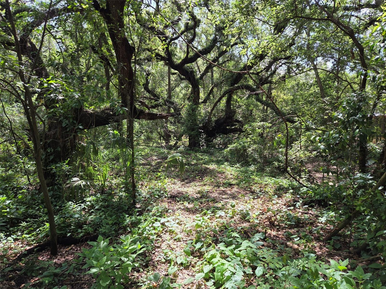 ZEPHYRHILLS COLONY CO - Land