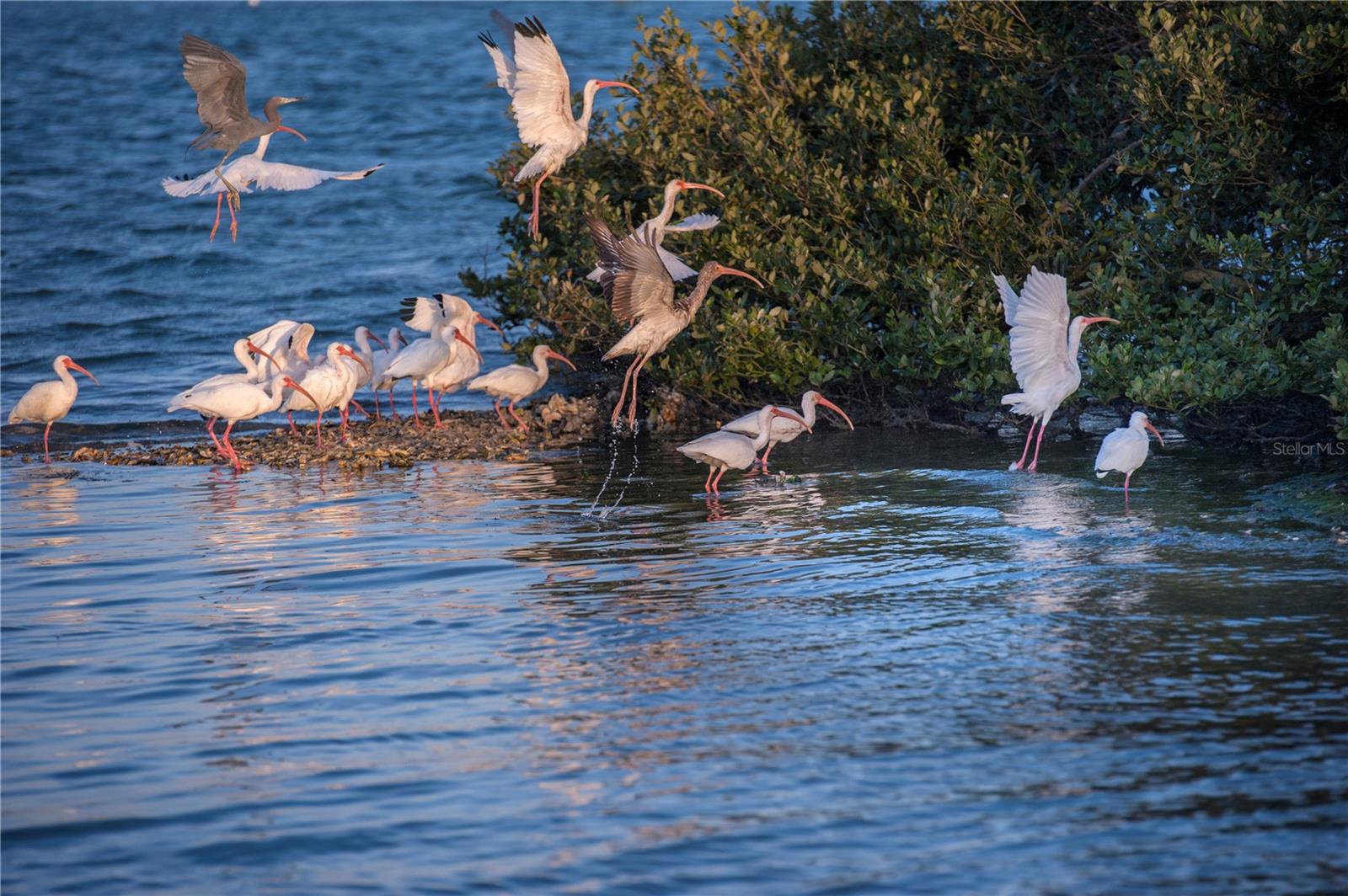 FLORIDA SHORES 01 - Residential