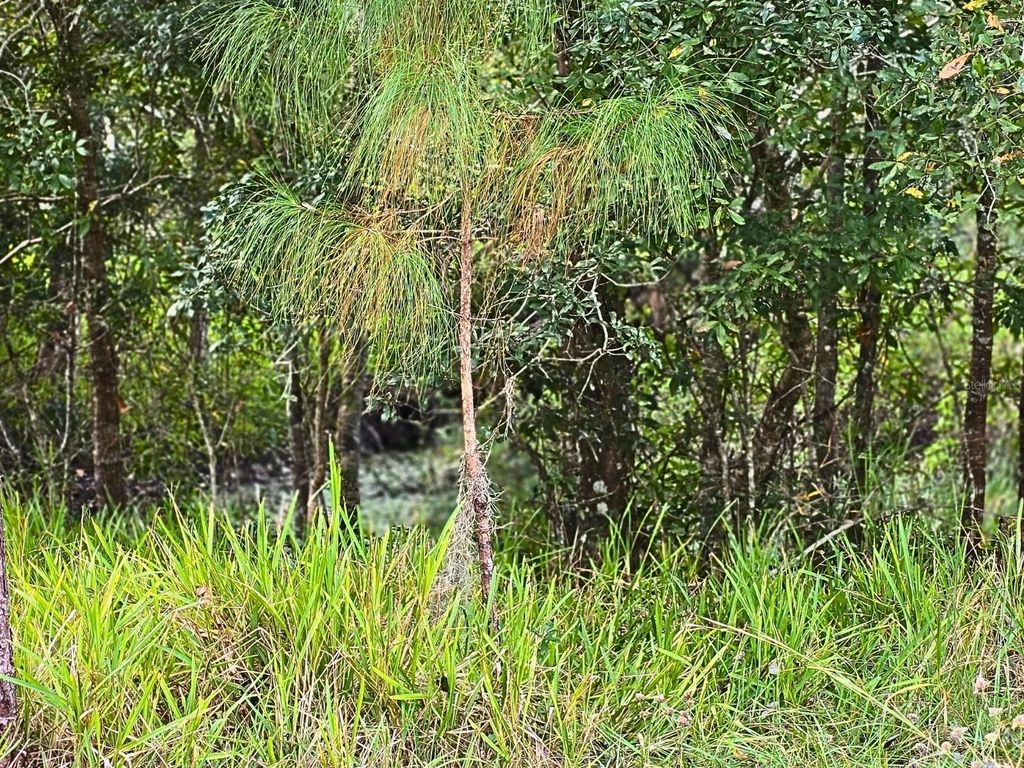 Photo of 0 Bennington, Wesley Chapel, FL 33544 (MLS # R4910306)