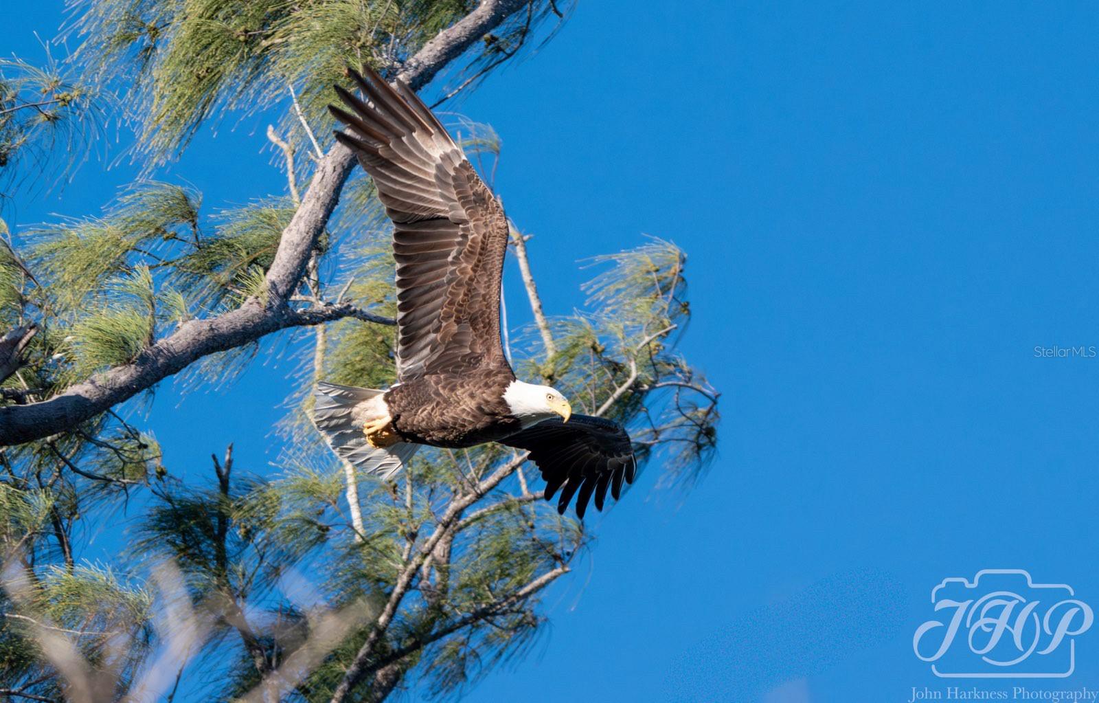 LONGBOAT HARBOUR - Residential
