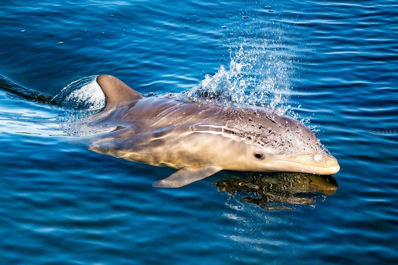 LONGBOAT HARBOUR - Residential