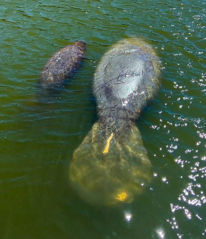 LONGBOAT HARBOUR - Residential