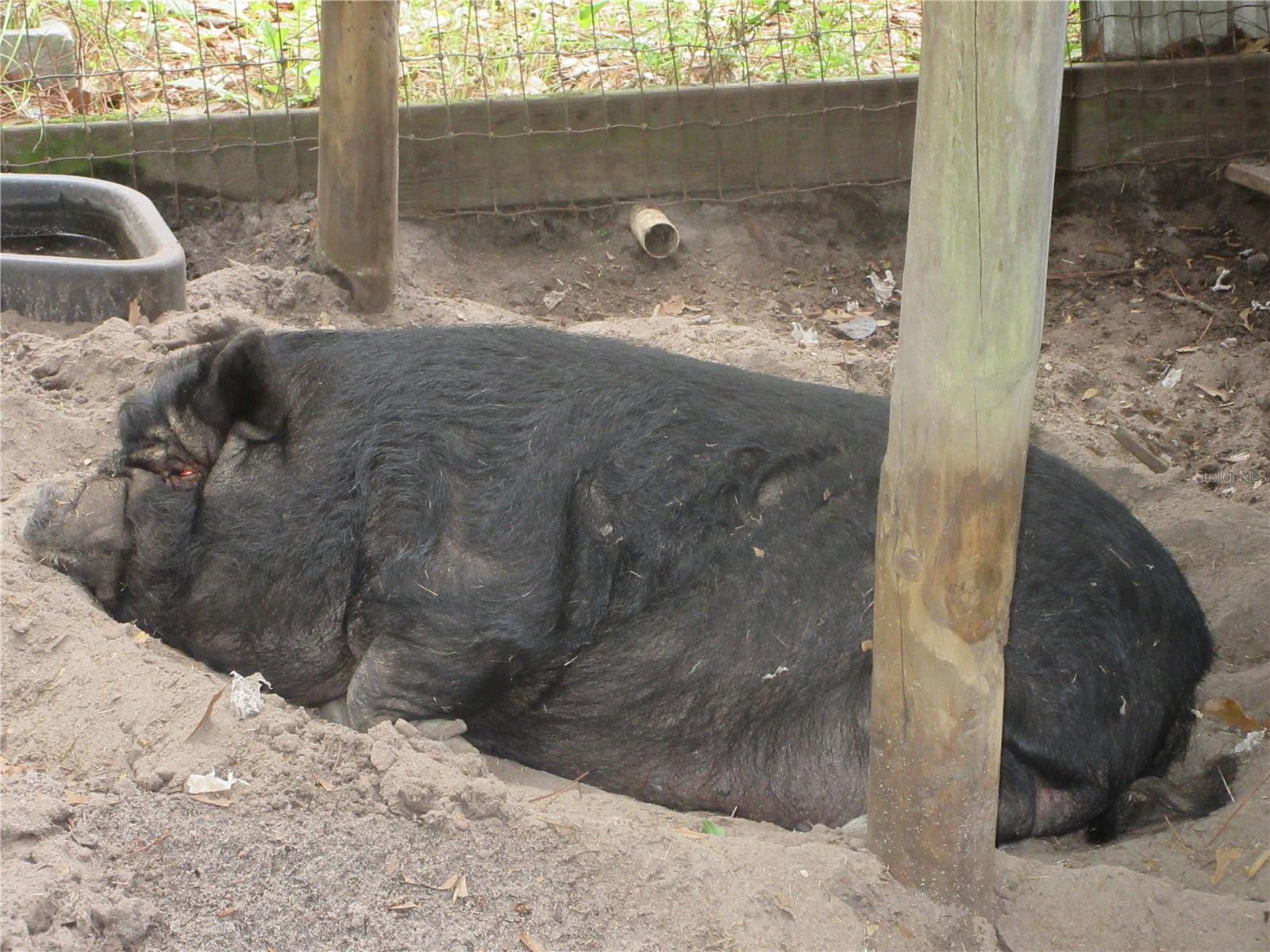 SHADY ACRES SUB - Residential