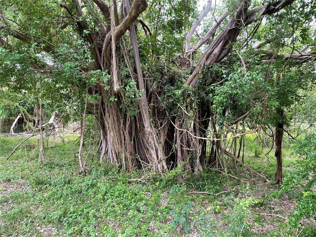 PATILLAS 3 BEACHFRONT PARCELS 1MILE SANDY BEACH - Farm