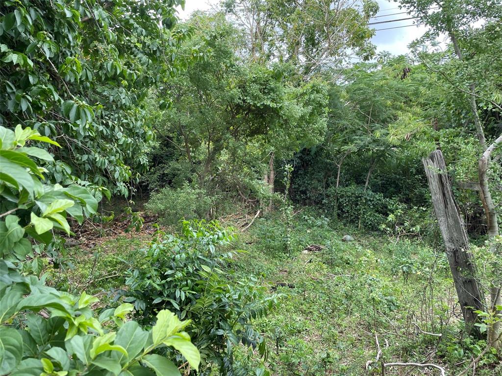 PATILLAS 3 BEACHFRONT PARCELS 1MILE SANDY BEACH - Farm