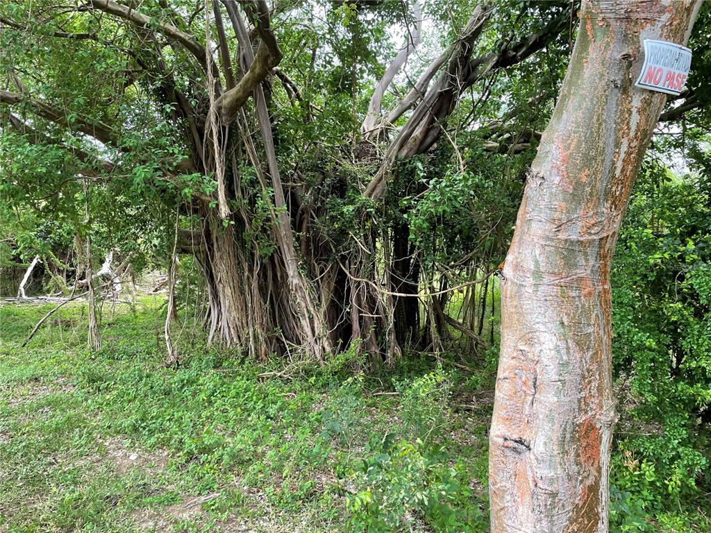 PATILLAS 3 BEACHFRONT PARCELS 1MILE SANDY BEACH - Farm