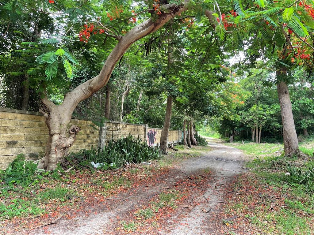 PATILLAS 3 BEACHFRONT PARCELS 1MILE SANDY BEACH - Farm