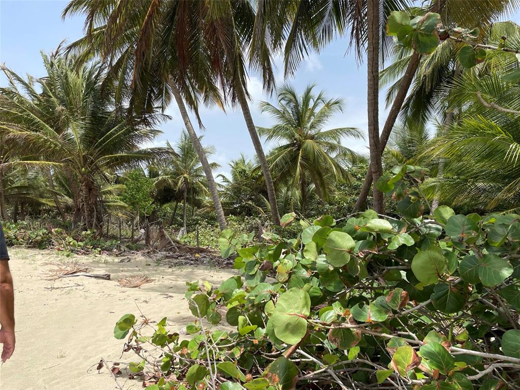 PATILLAS 3 BEACHFRONT PARCELS 1MILE SANDY BEACH - Farm