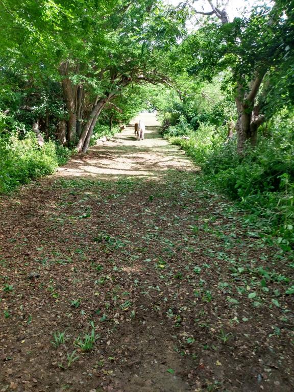 PATILLAS 3 BEACHFRONT PARCELS 1MILE SANDY BEACH - Farm