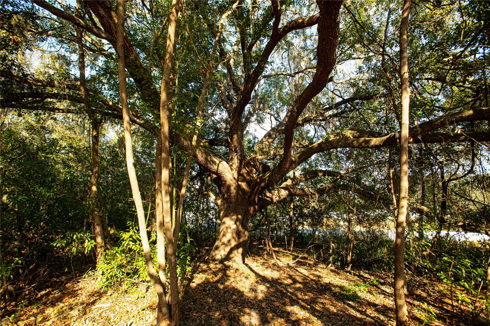 PARSONS ADD TO BROOKSVILLE - Land