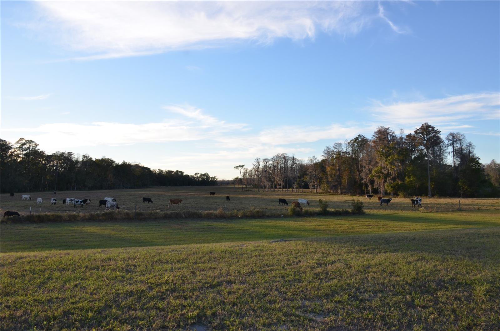 ANGELINE - Residential Lease