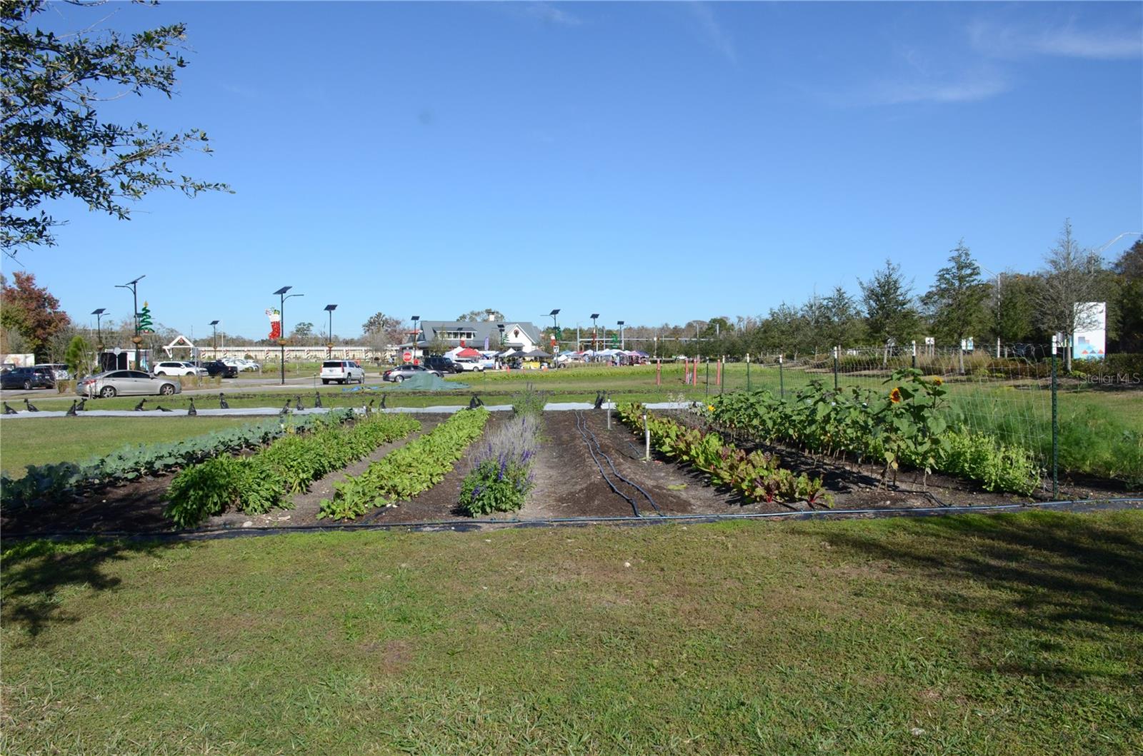 ANGELINE - Residential Lease