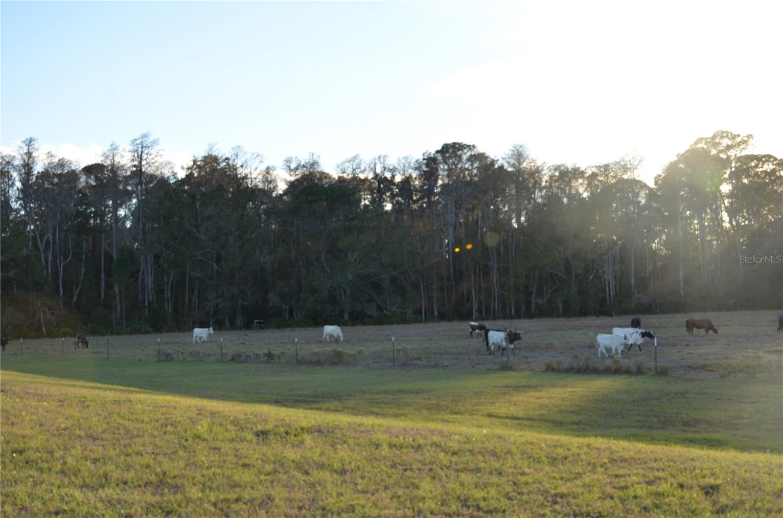 ANGELINE - Residential Lease