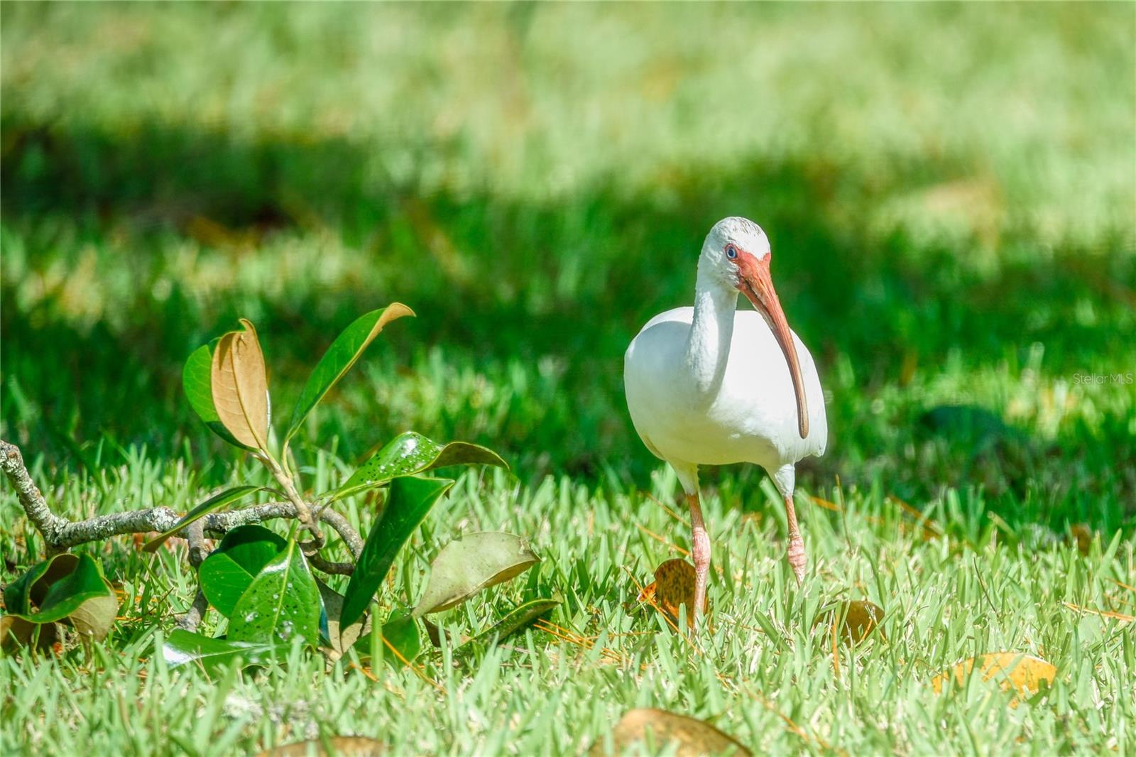 LIVE OAK VILLAGE CONDO - Residential