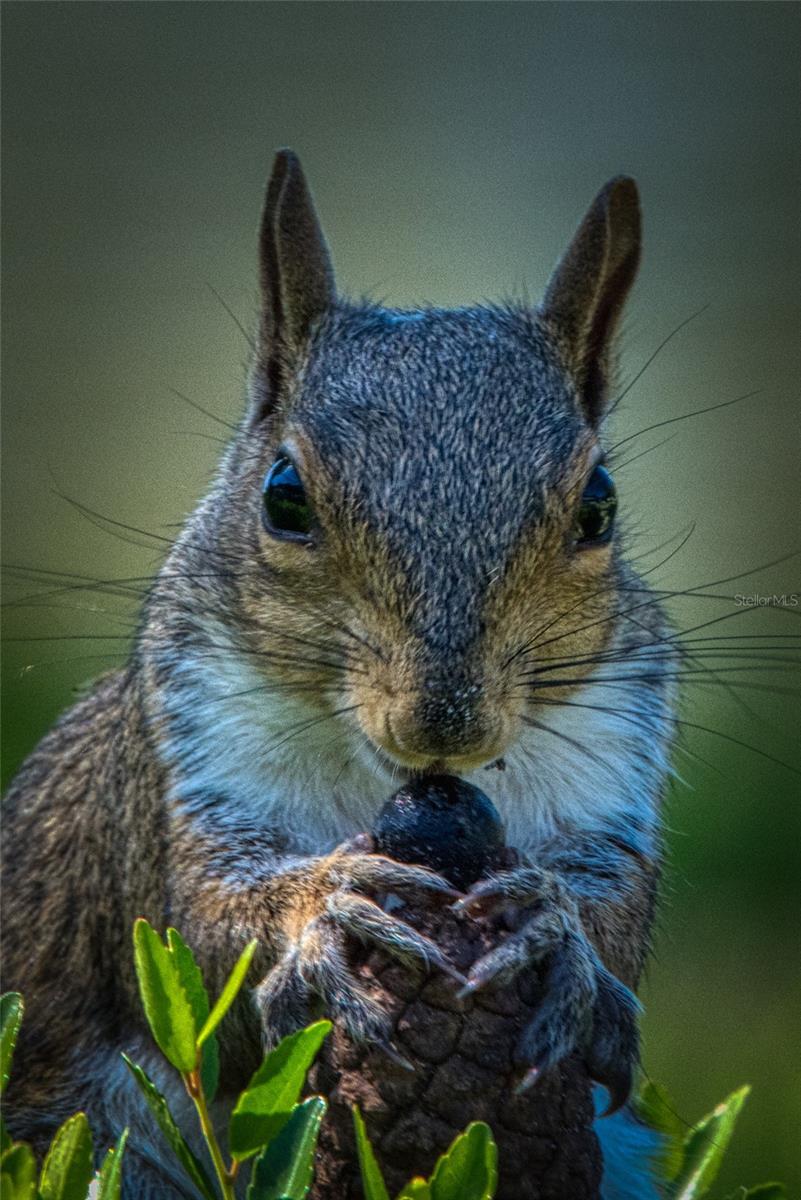 LIVE OAK VILLAGE CONDO - Residential