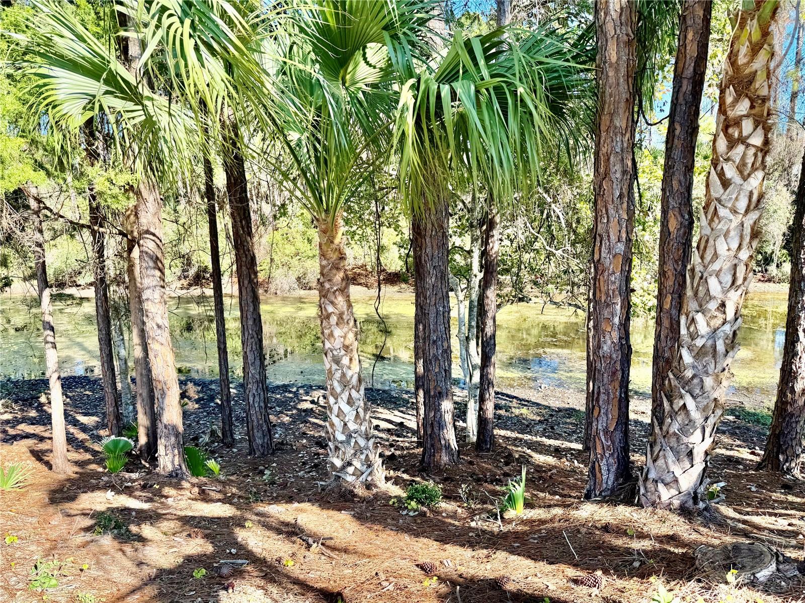 PALM COAST SEC 28 - Residential