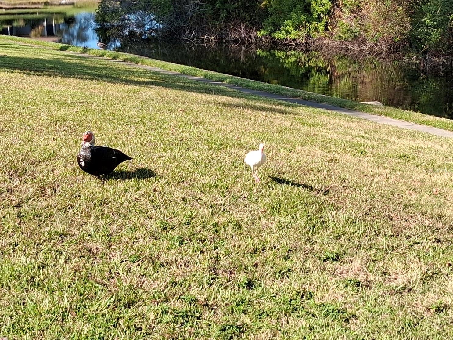 COUNTRY OAKS CONDO 01 - Residential Lease