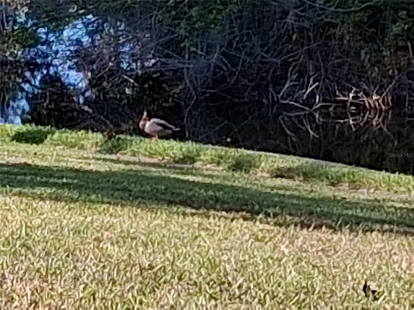 COUNTRY OAKS CONDO 01 - Residential Lease