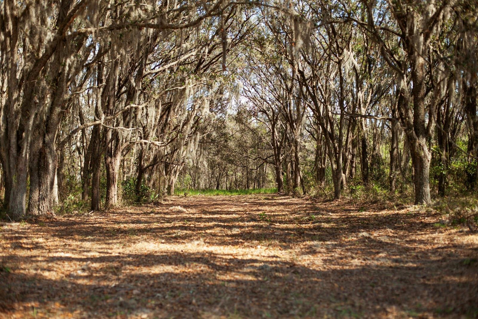 This lovely 10 acre parcel is now available in Clermont! Additional acreage, including the adjacent 20 acres is also available! Owner financing may also be a consideration. This peaceful setting is everything you’re looking for without having to drive 20 minutes out of town! The oak canopy is nostalgic with plenty of room to bring your vision to life! Off the grid feeling, without the down side! We have abundant resources to help navigate the planning process! We also have talented builder contacts and impeccable trades/craftsmen just a phone call away! Good vacant land is hard to come by with prices thru the roof in Winter Garden, definitely an excellent investment. The Clermont Chain of Lakes is just minutes away with public boat ramps located throughout town! Clermont's Historic Downtown Village sits just off Lake Minneola where you can enjoy unique restaurants, breweries, live entertainment and shopping! Weekly Farmer's markets and festivals throughout the year gives Clermont the quaint hometown feeling you're looking for! You can even enjoy a bike ride along the lake and take a day trip over to Downtown Winter Garden via the West Orange Trail! Disney is just 45 minutes away, with Downtown Orlando & the Orlando International Airport around an hour. This land is tucked off the beaten path, but still very convenient to great schools, shopping and all Central Florida has to offer! The neighboring city of Groveland has been named “The City with Natural Charm”. Known for its vast acres of ranch land, true country living and quaint neighborhoods with a low key, hometown feel. Located just off Hwy 19 is the public boat launch to also enjoy the North Chain that includes Lake Lucy, Emma and more! Amazing opportunity to create wealth both monetarily and in heart!