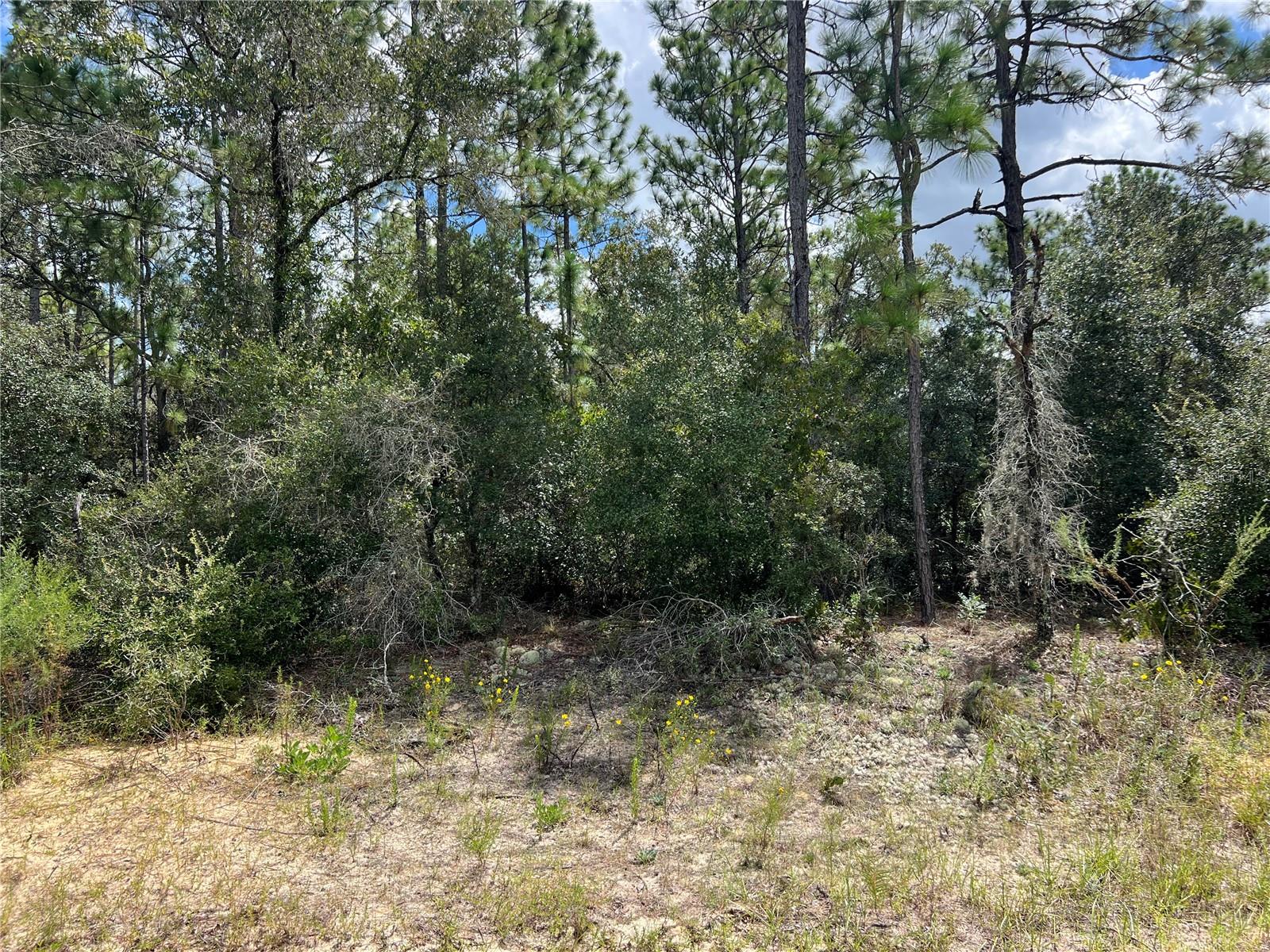 Beautiful Lot located in the desirable area of Pine Ridge. This vacant lot offers you the opportunity to build your dream home. It's a blank canvas on this one acre of land! Just minutes to shopping, dining, golf, and medical services! Just a short drive to Crystal River, Homosassa Springs, Dunnellon and the Gulf for world class fishing, scalloping and boating. Don't miss out. Come and view this property today!