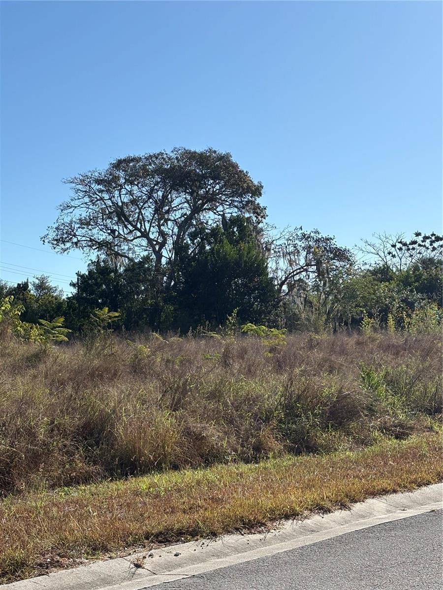 CODYS FOREST HILLS - Land