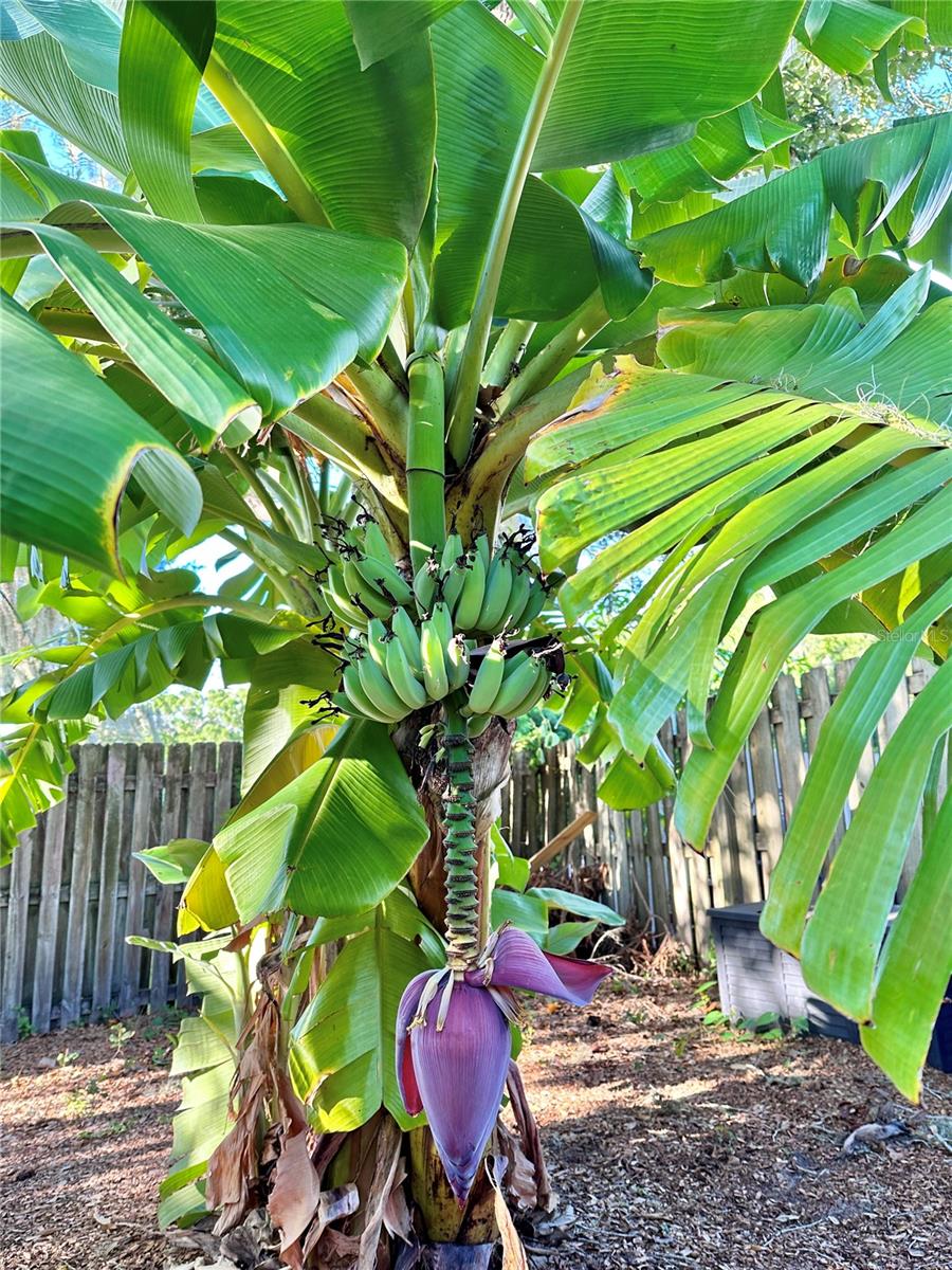 KENSINGTON OAKS - Residential