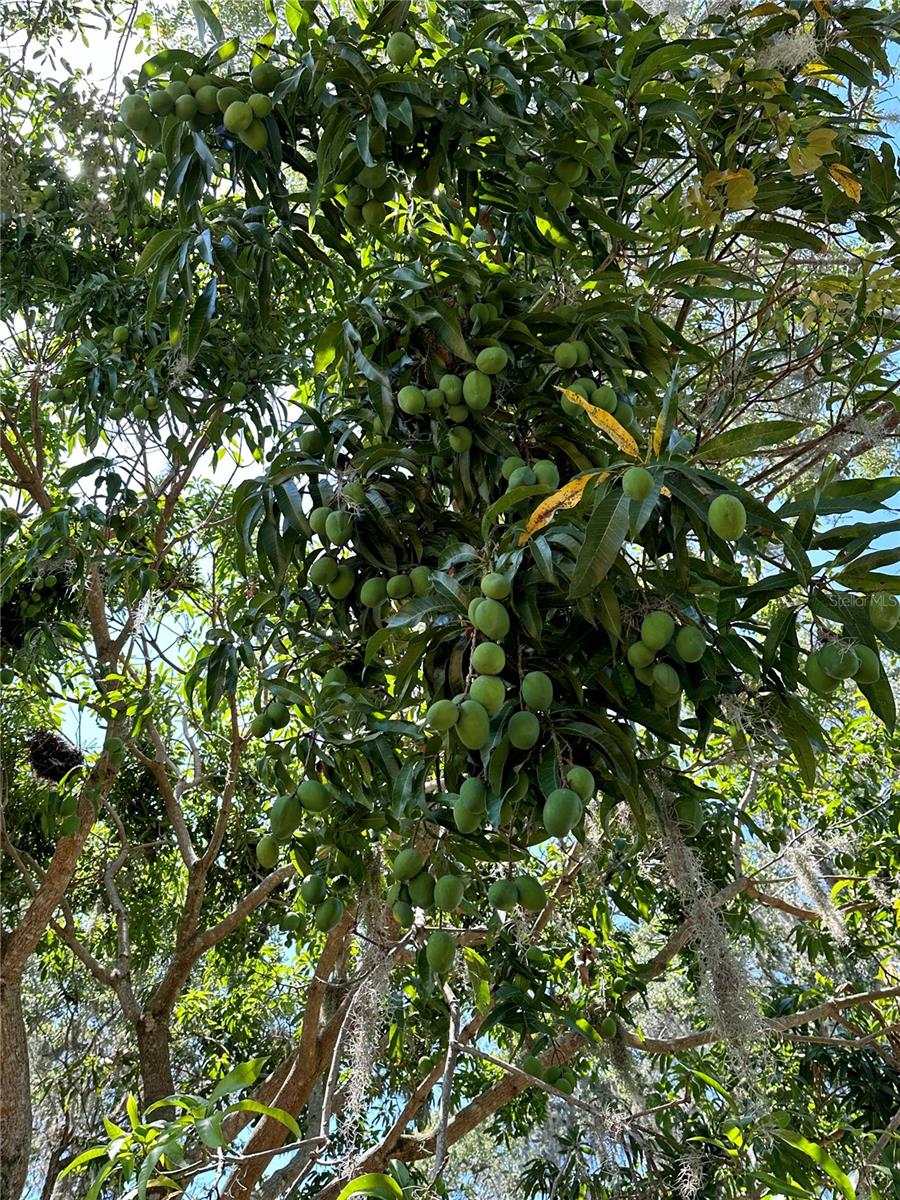 KENSINGTON OAKS - Residential