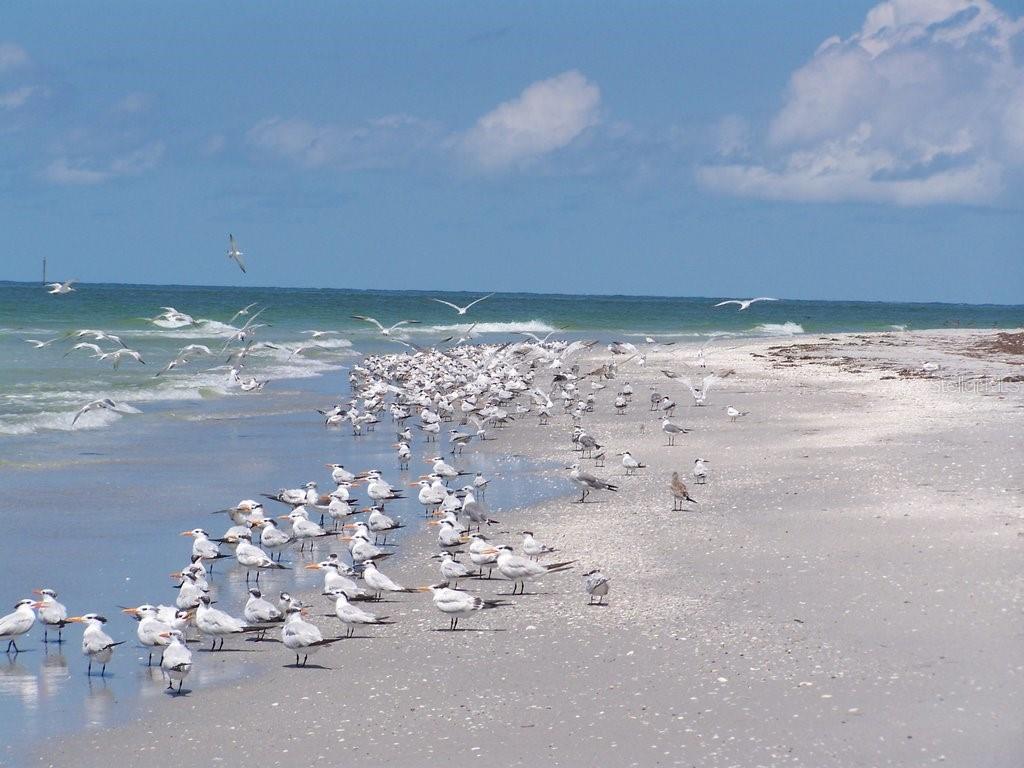 ISLAND HARBOR BEACH CLUB SEC 01 - Land