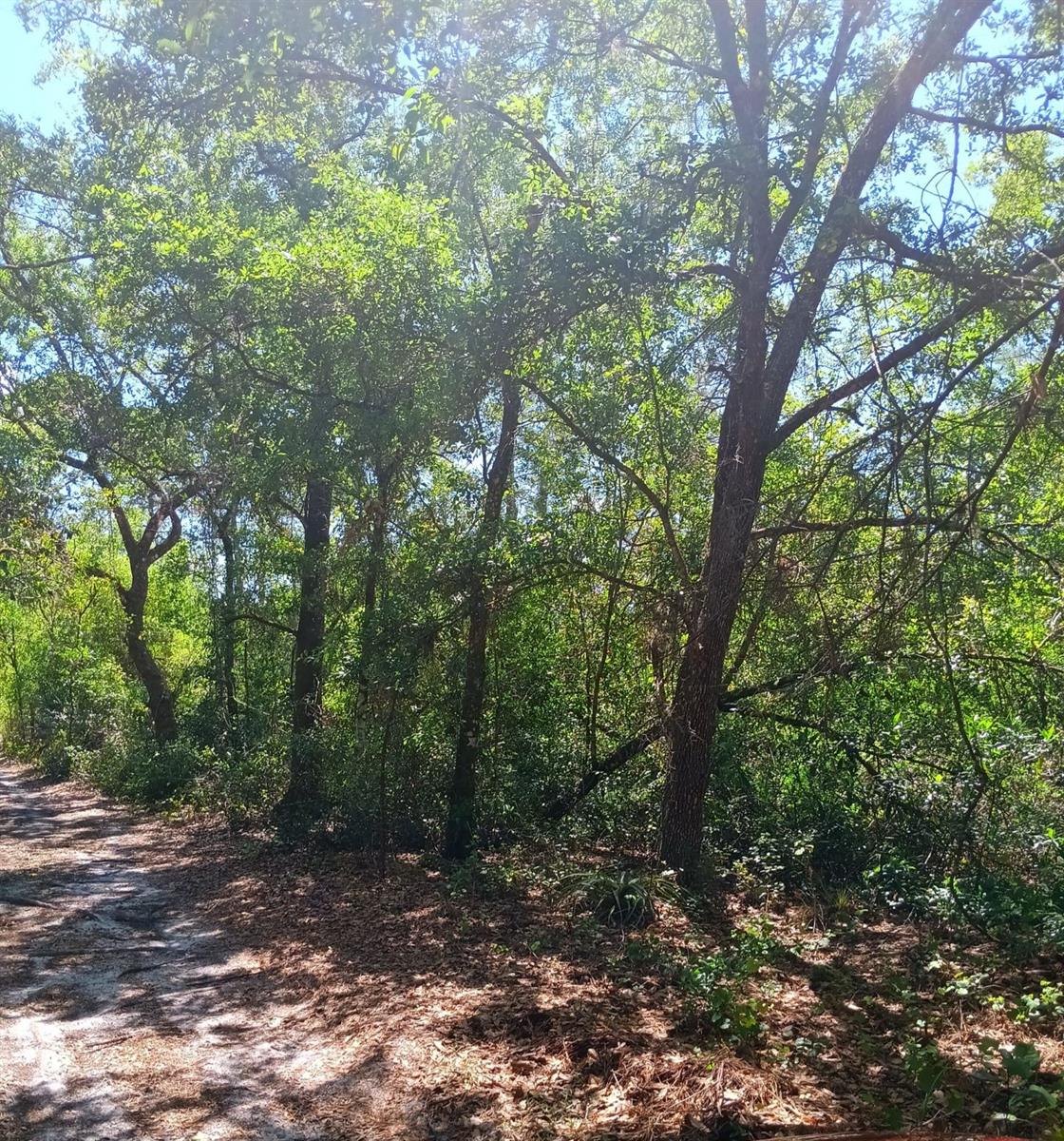 WAHOO STREET