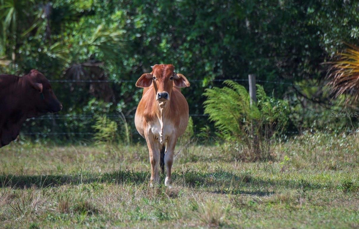 MORQUS MANOR SUB - Land