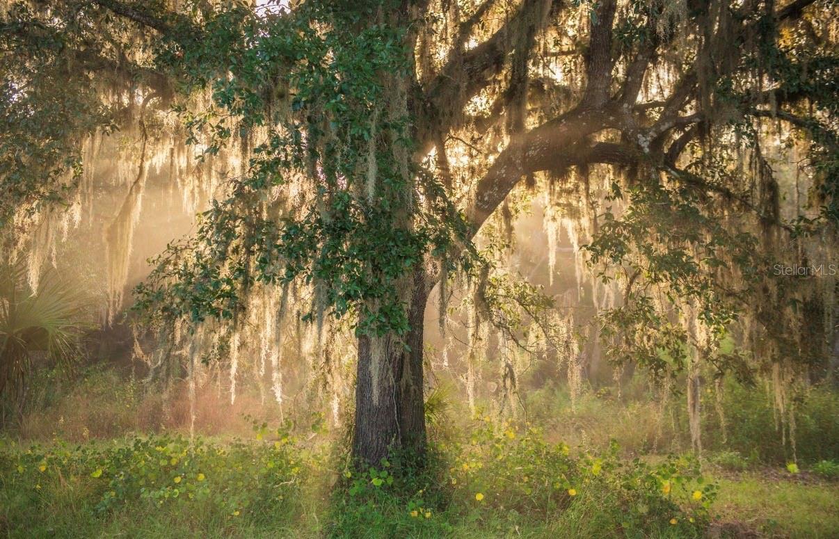 MORQUS MANOR SUB - Land