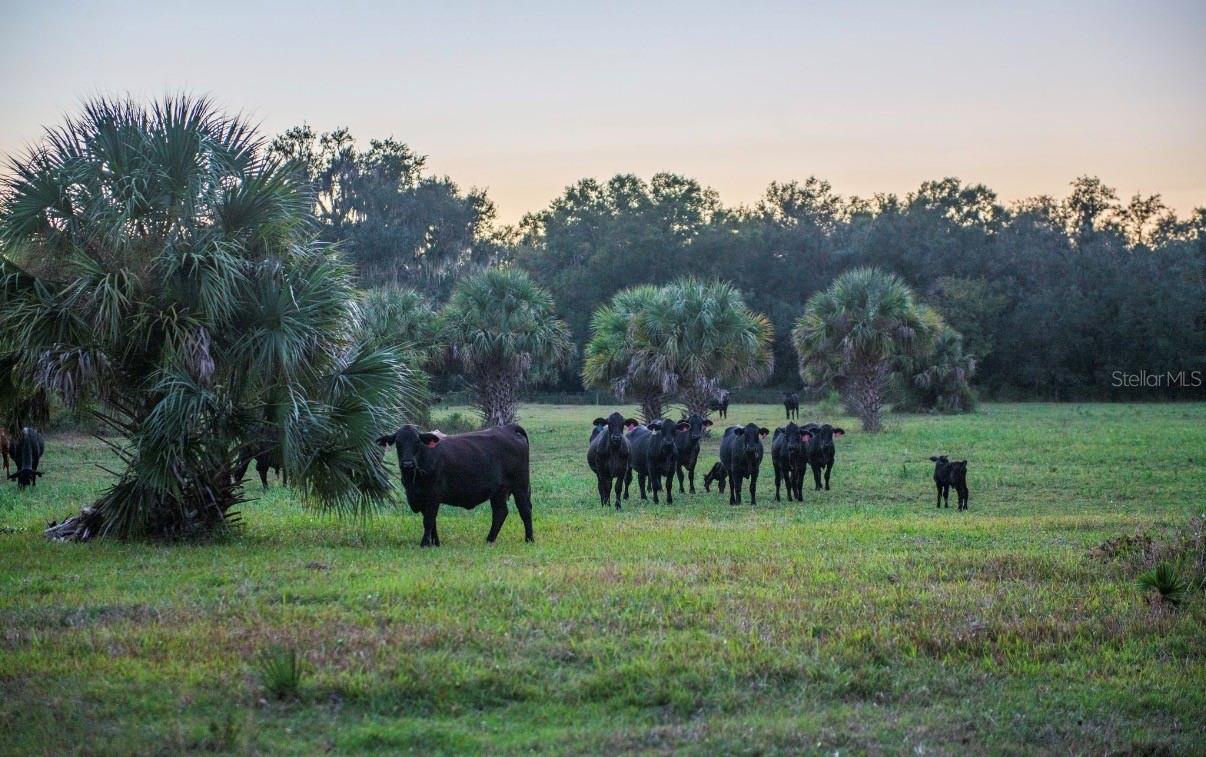 MORQUS MANOR SUB - Land