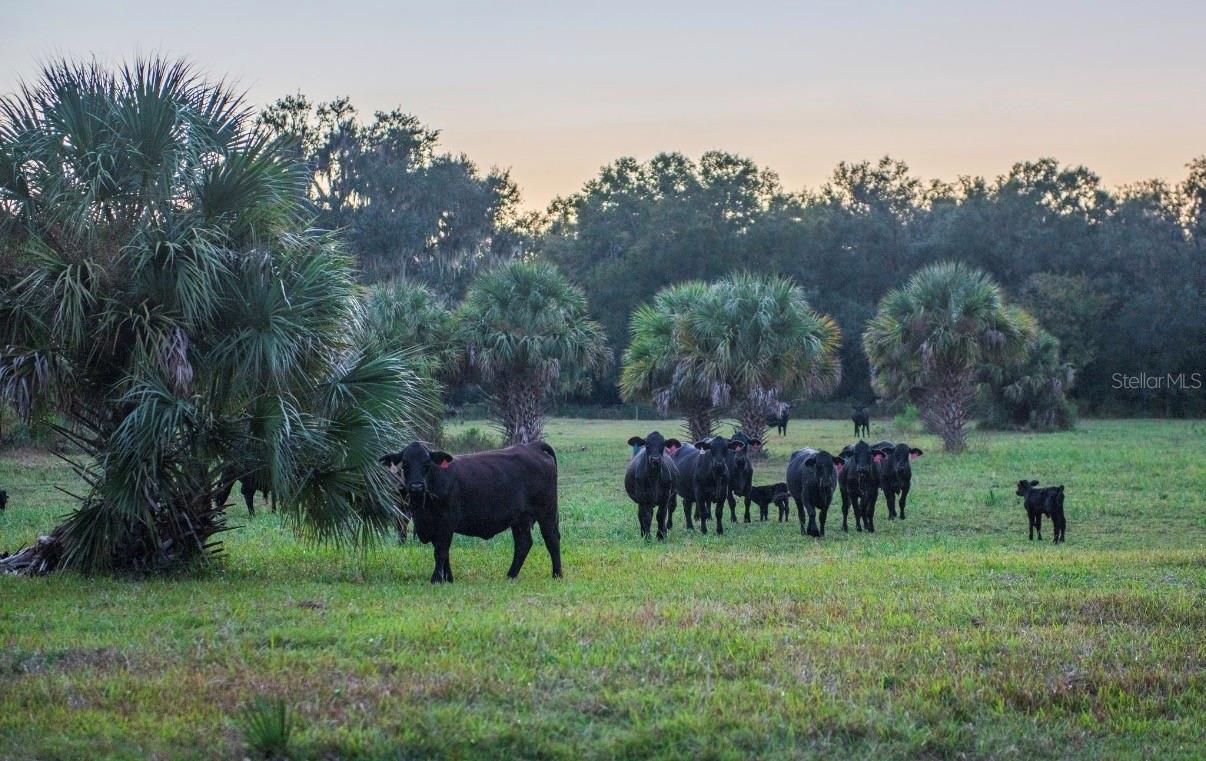 MORQUS MANOR SUB - Land