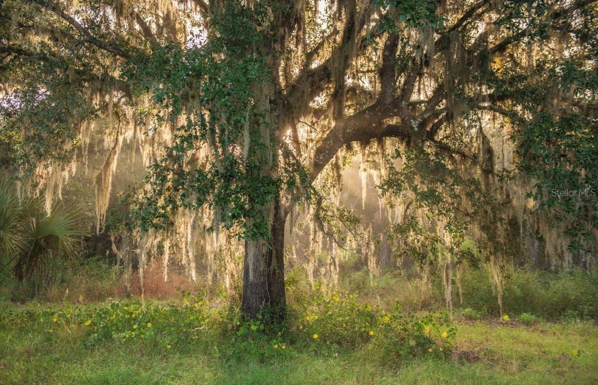 MORQUS MANOR SUB - Land