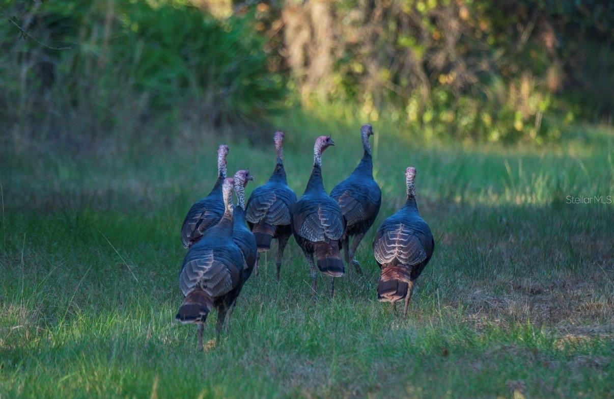 MORQUS MANOR SUB - Land