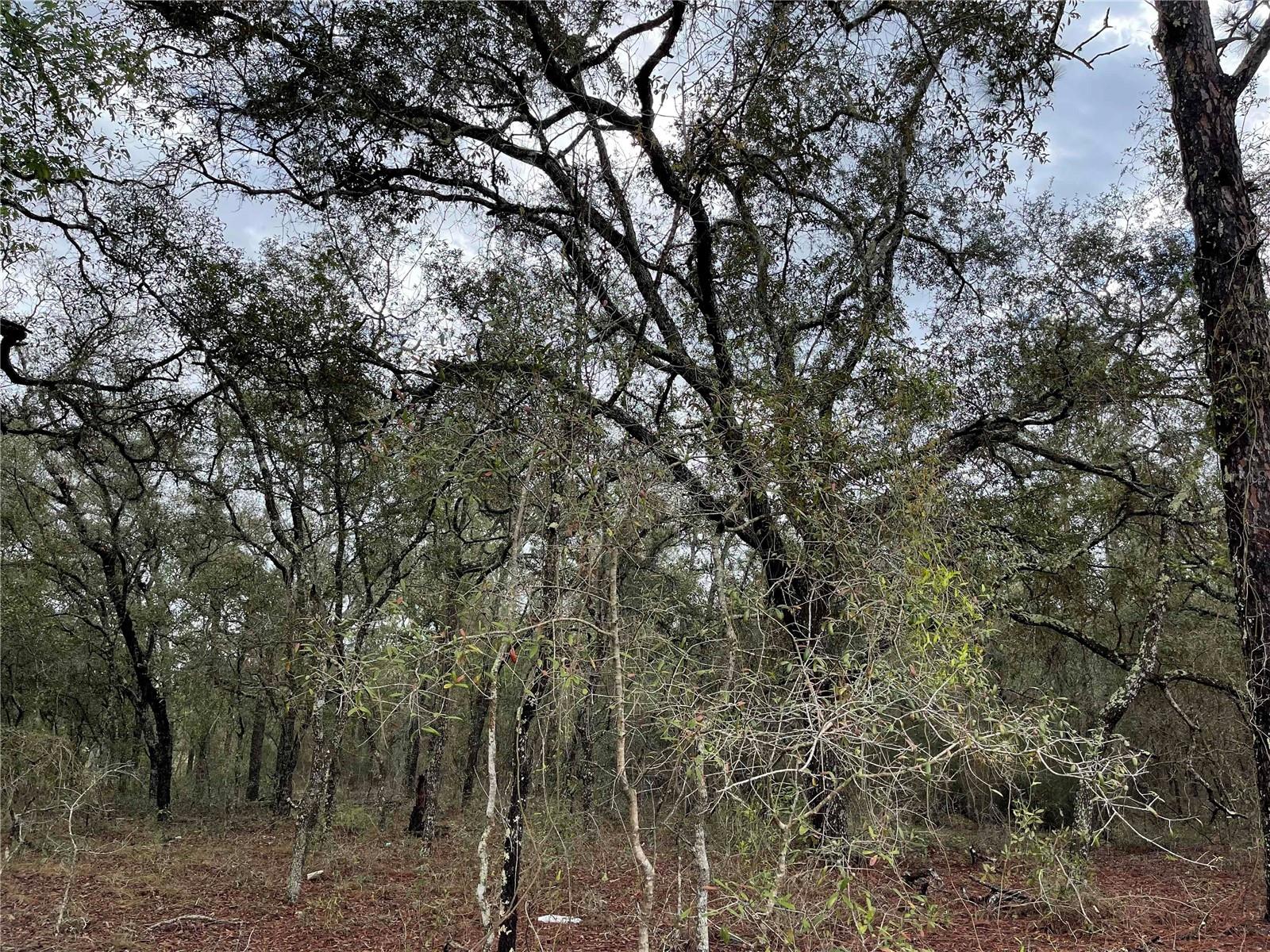 WILLISTON HLNDS - Land