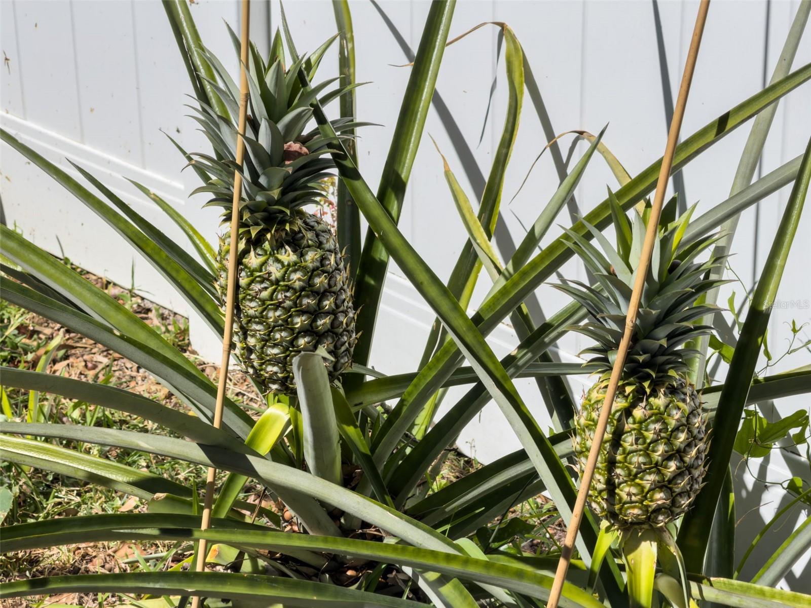 DEBARY PLANTATION UNIT 13A - Residential