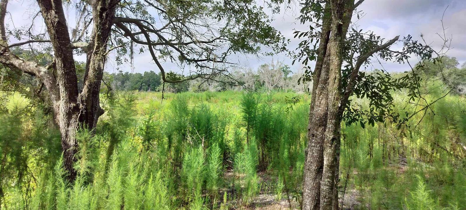 SHELTERING OAKS UNREC SUB - Land