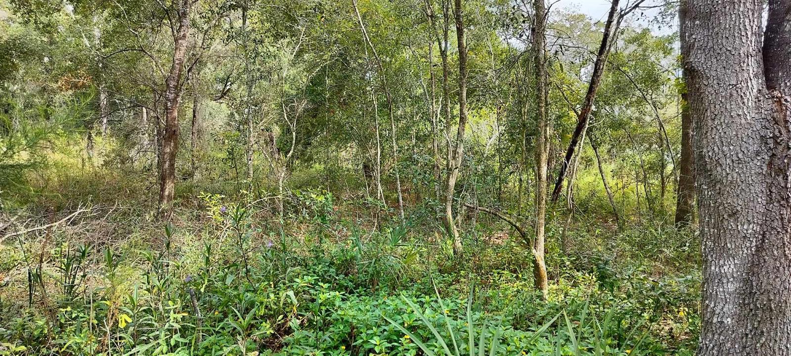 SHELTERING OAKS UNREC SUB - Land