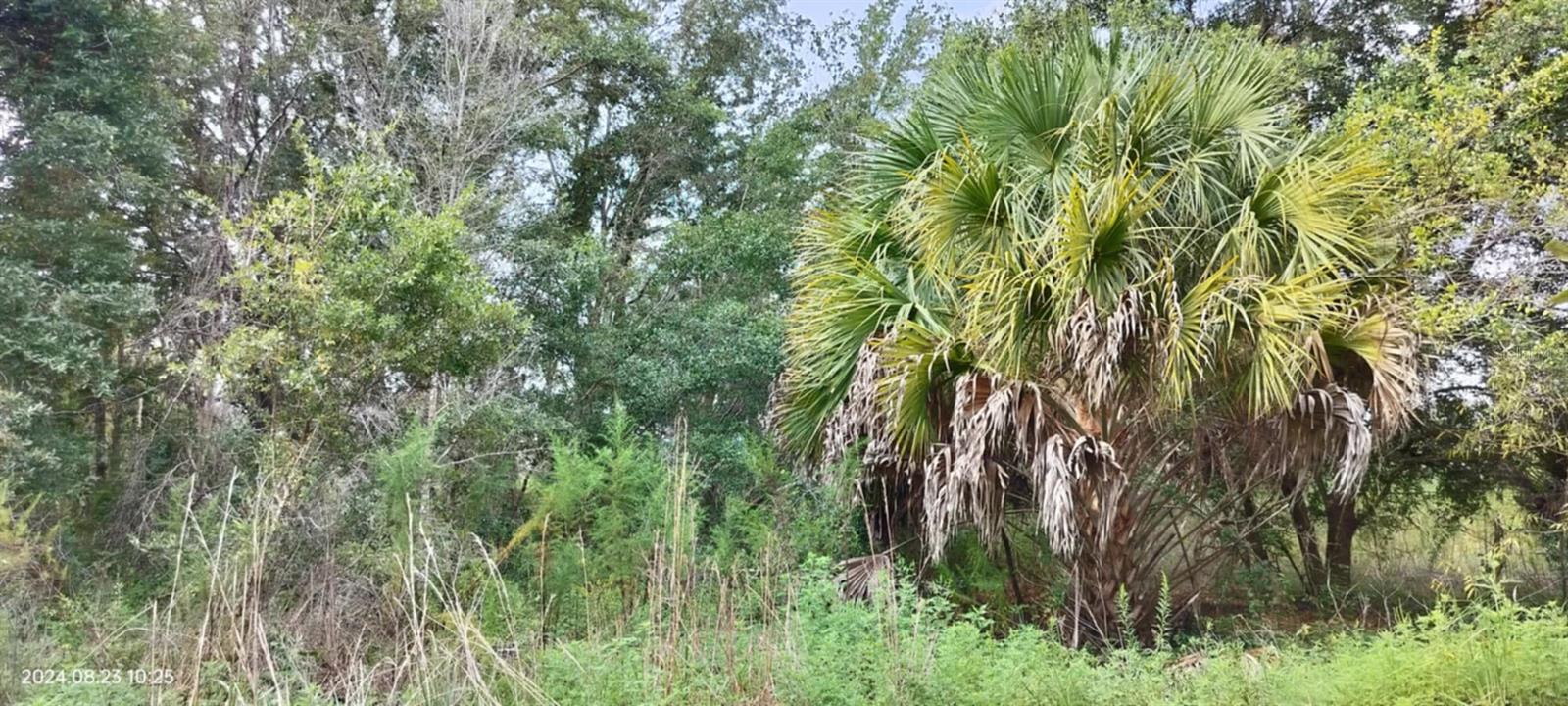 SHELTERING OAKS UNREC SUB - Land