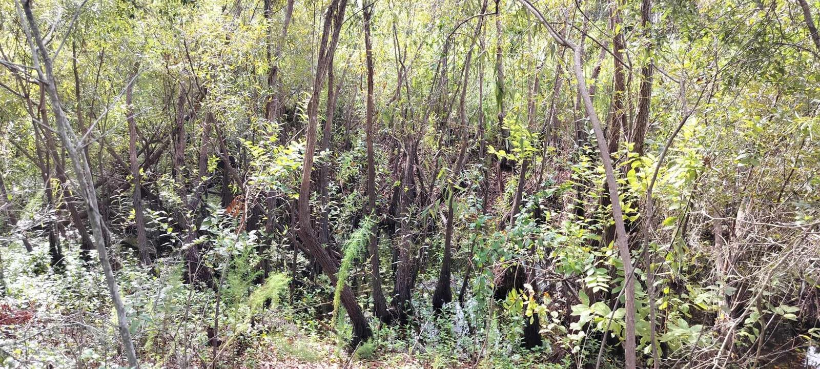 SHELTERING OAKS UNREC SUB - Land