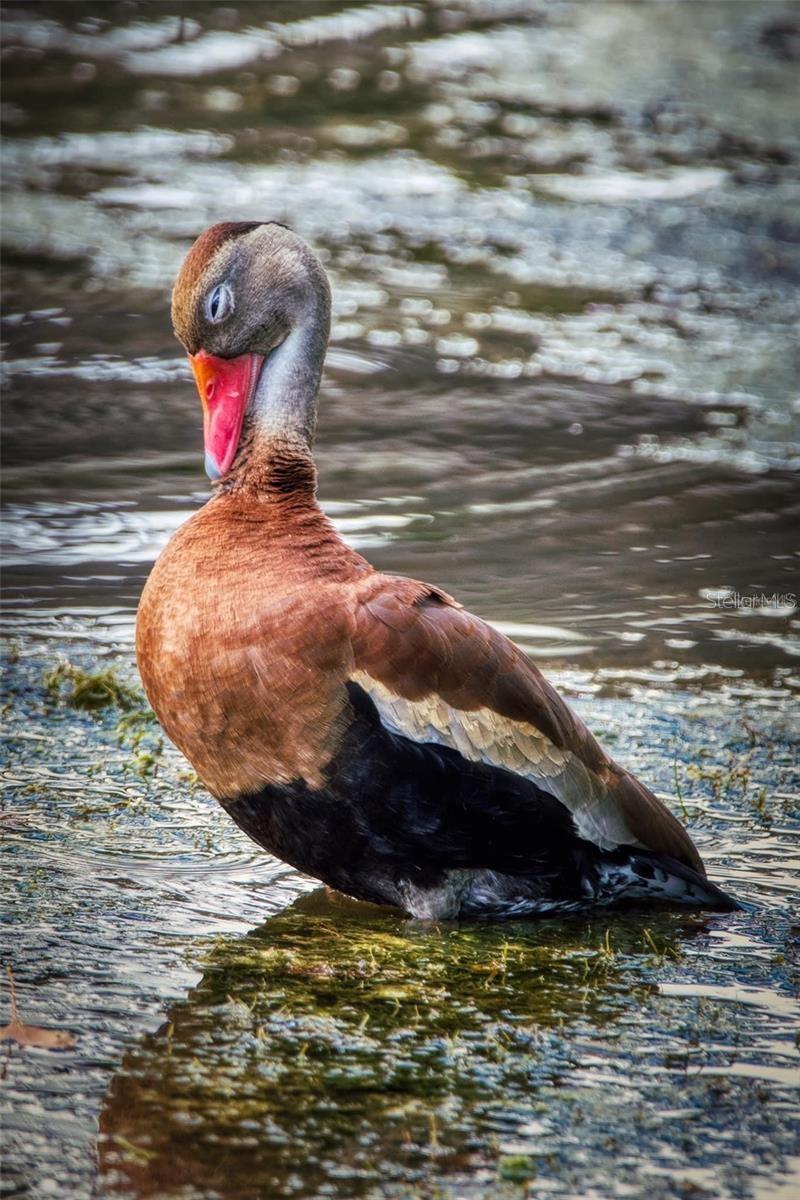 TWIN LAKES VILLAGE WEST CONDO - Residential