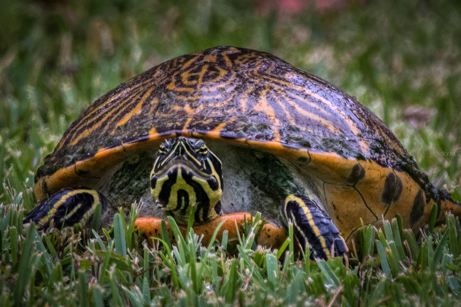 TWIN LAKES VILLAGE WEST CONDO - Residential