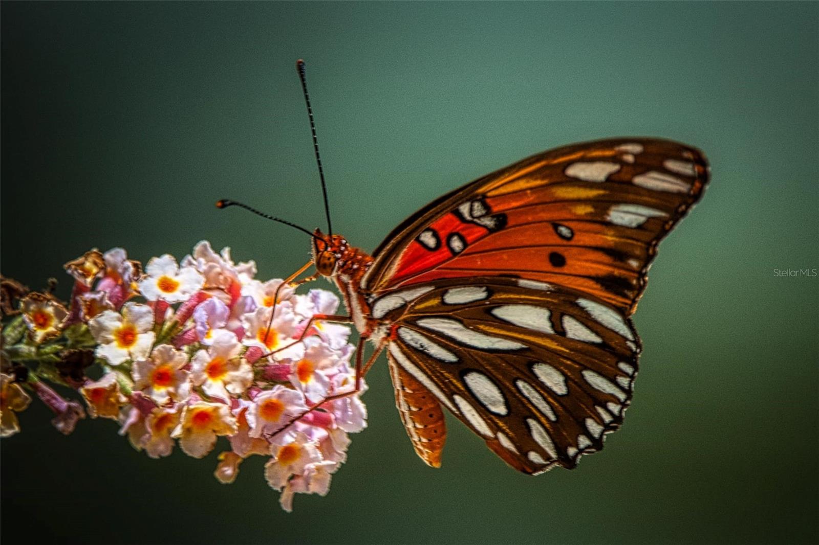 TWIN LAKES VILLAGE WEST CONDO - Residential