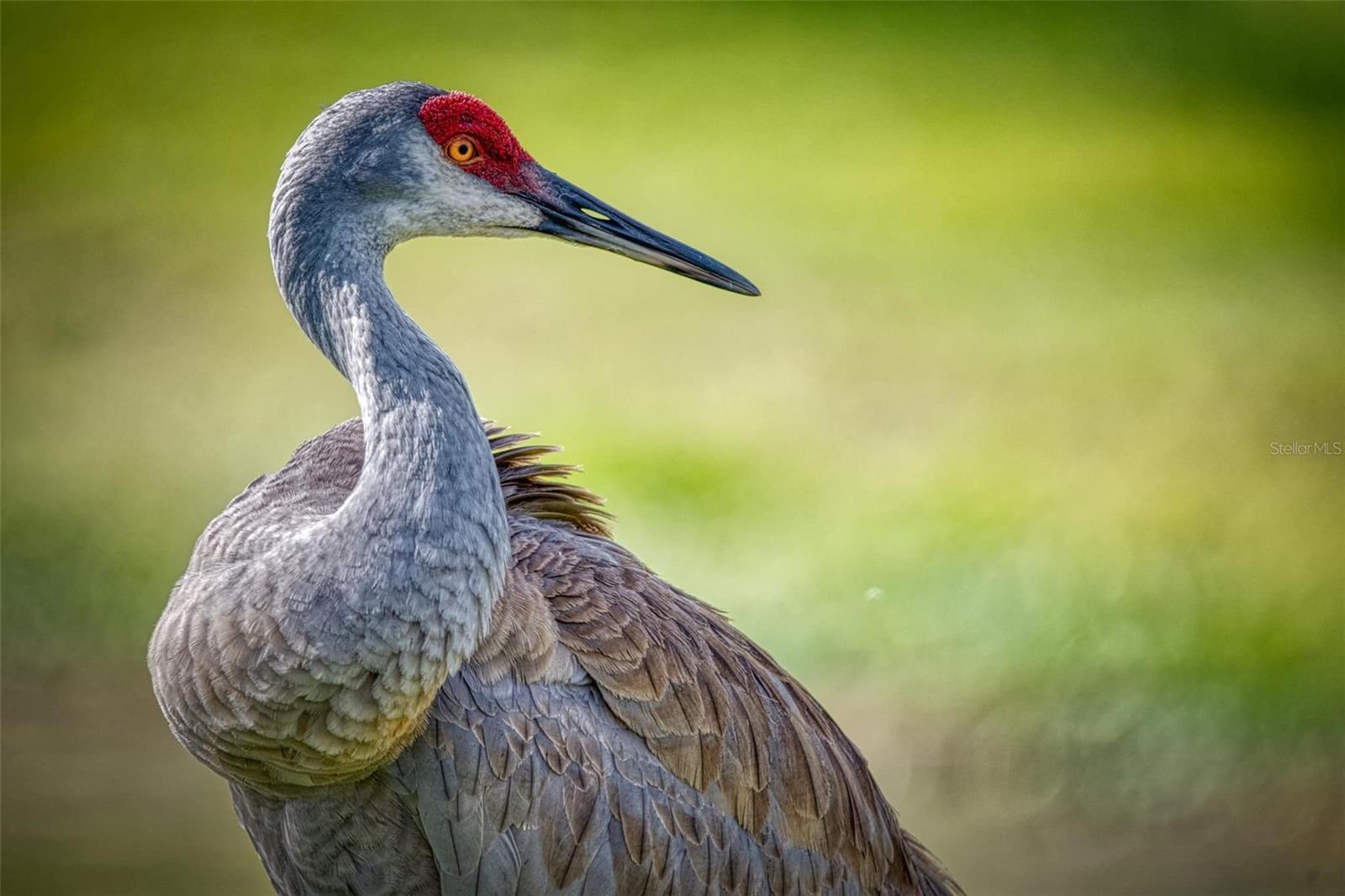 TWIN LAKES VILLAGE WEST CONDO - Residential